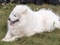 polsha 069